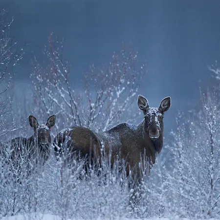 Sorrisniva Arctic Wilderness Resort Alta